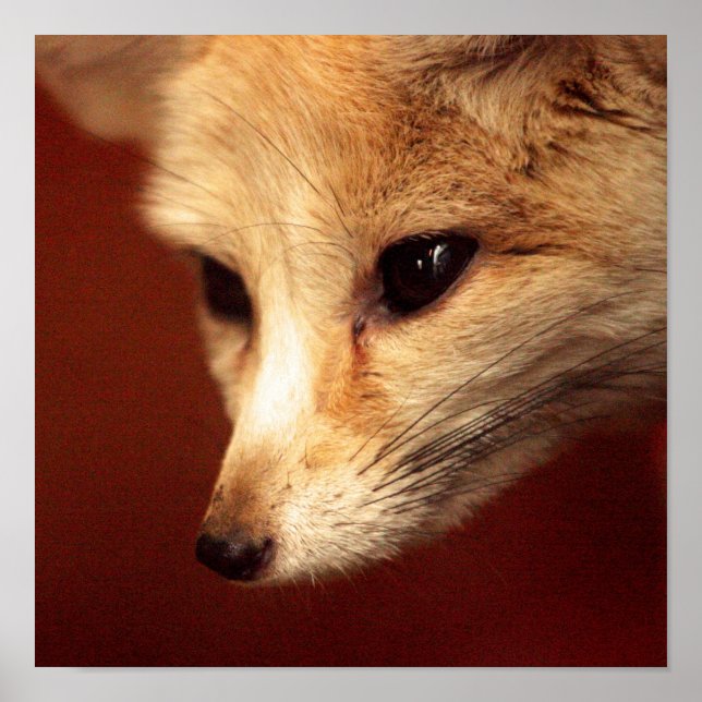 Fennec Fox Poster (Front)