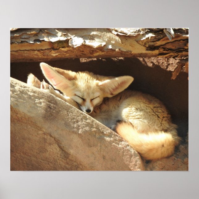 Fennec Fox Poster (Front)