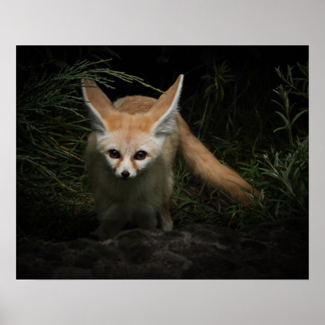 Fennec Fox   Poster (Front)