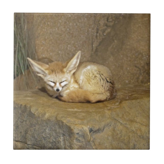 fennec fox tile (Front)