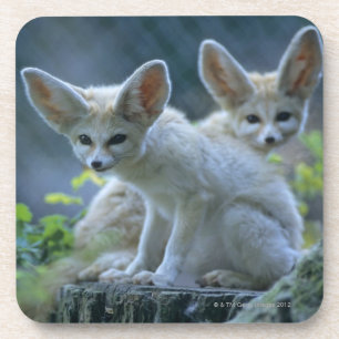 Fennek (Vulpes zerda) W�_stenfuchs, Fennec Coaster