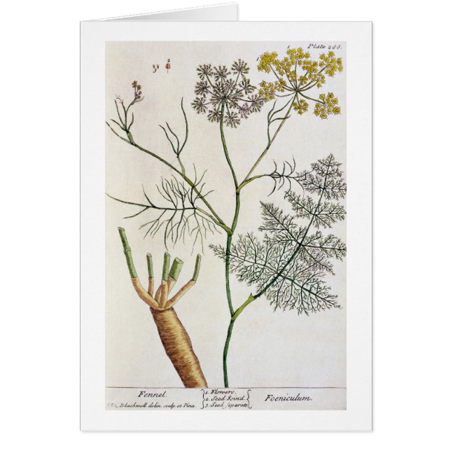 Fennel, plate 288 from 'A Curious Herbal', publish (Front)