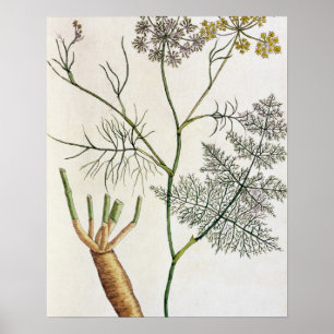 Fennel, plate 288 from 'A Curious Herbal', publish Poster