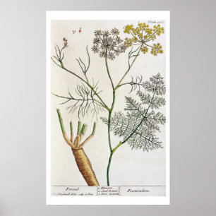 Fennel, plate 288 from 'A Curious Herbal', publish Poster