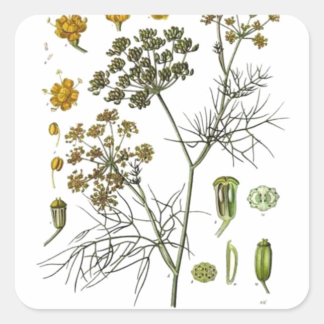 Fennel Square Sticker (Front)