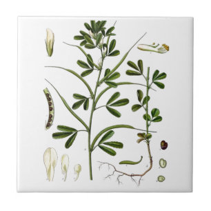 Fenugreek Tile