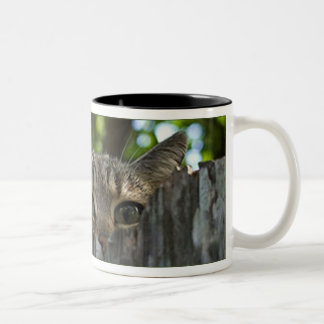 Feral cat Isis mug