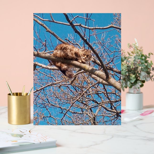 Feral Cat Lucy in Tree Amoureux des chats (Mariage)