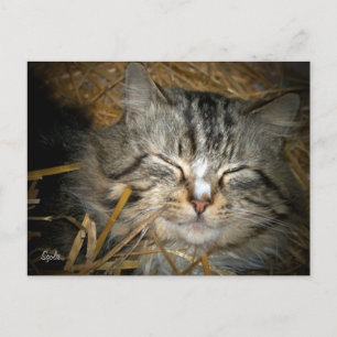 Feral Cat Sleeping in Winter Shelter Post Card