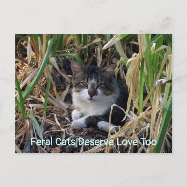 Feral Cats Mérite L'Amour À La Carte Postale (Devant)