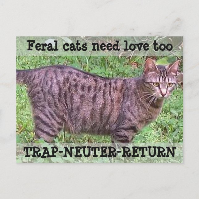 Feral Cats Need Love Too - Tabby Cat Postcard (Front)