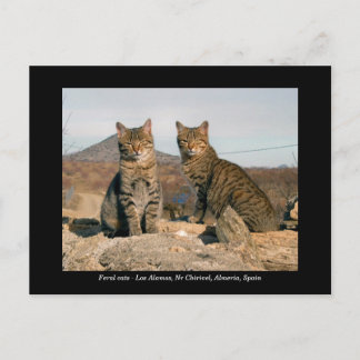 Feral cats postcard - Los Alamos Nr Chirivel Spain
