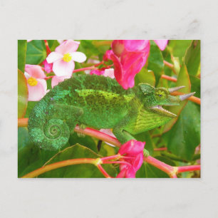 Feral Jackson's Chameleon on Maui Island Hawaii Postcard