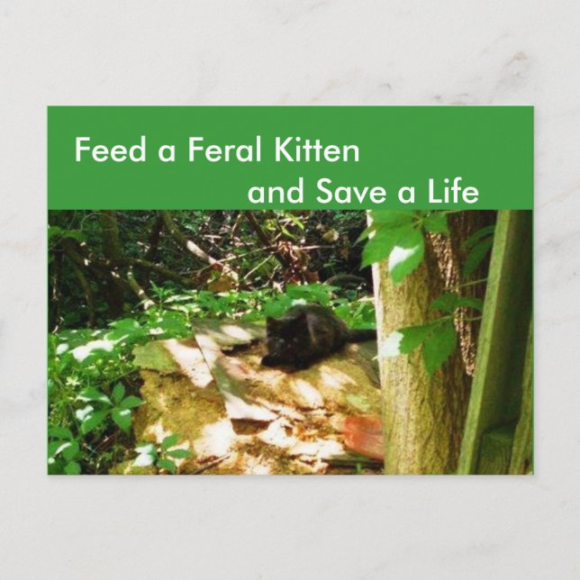 Feral Kittens à Forest Den Carte postale (Devant)