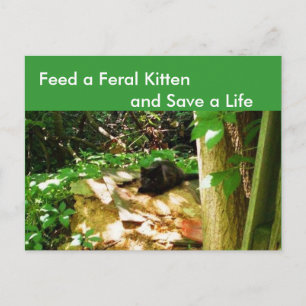 Feral Kittens in Forest Den Postcard