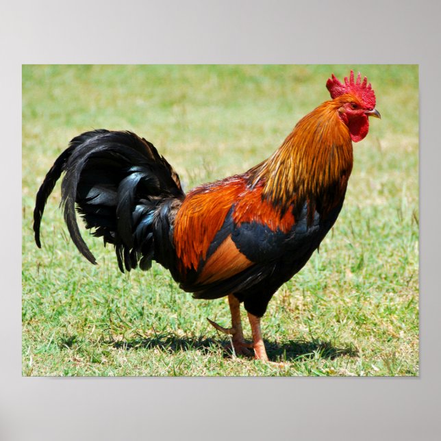 Feral rooster red jungle fowl Kauai Hawaii Poster (Front)