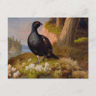 Ferdinand von Wright Black grouses CC0065 Postcard