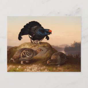 Ferdinand von Wright Blackgrouses CC0822 Postcard