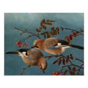 Ferdinand von Wright - Jays Photo Print