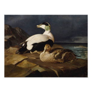 Ferdinand von Wright - Pair Of Common Eiders Photo Print