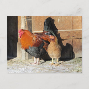 Ferme de cartes postales de poules Coq et poule