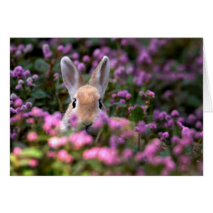 Ferme de lapins