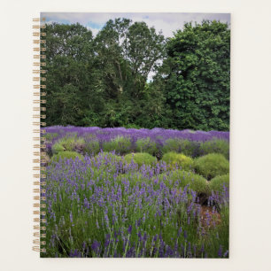 Ferme de Lavender