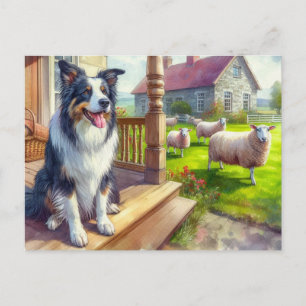 Ferme de moutons et carte postale de border collie