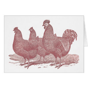 ferme de poulets sRed de Plymouth Rock de coq et