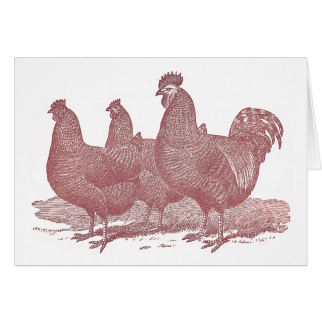 ferme de poulets sRed de Plymouth Rock de coq et (Devant horizontal)