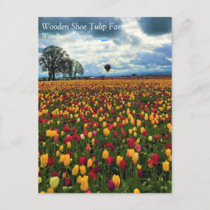 Ferme de Tulip en Oregon Carte postale