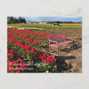 Ferme de Tulip en Oregon Carte postale