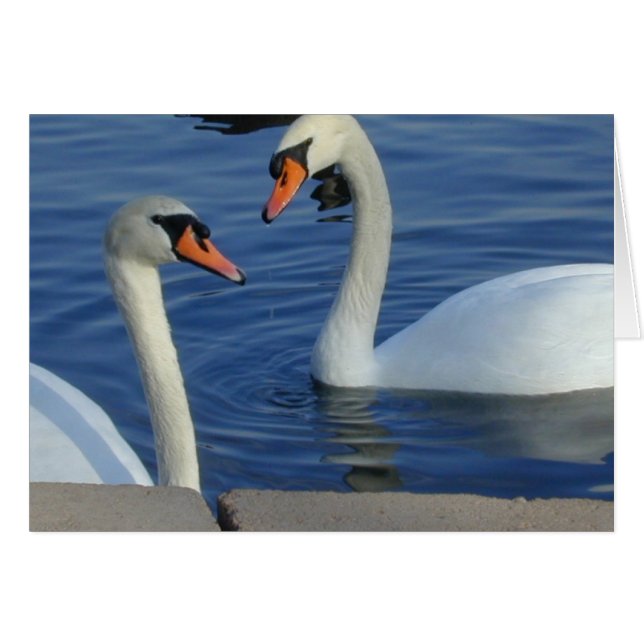 Fermer la carte Swans (Devant horizontal)