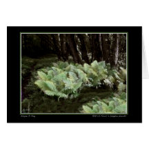 Fermes d'autruches à Langdon Woods