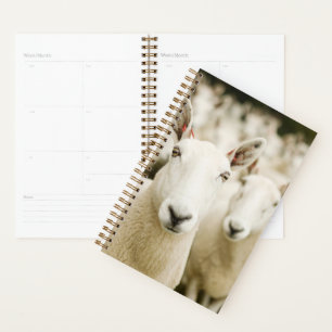 Fermes   Troupeau de moutons