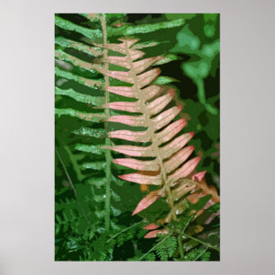 FERN 1 POSTER