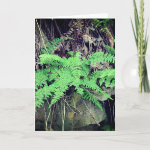 Fern All Occasions Card