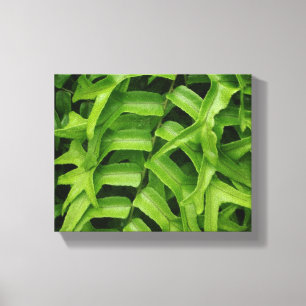 Fern Canvas Print