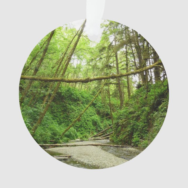 Fern Canyon I au Redwood National Park (devant)