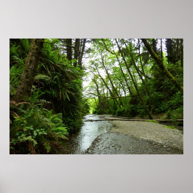 Fern Canyon II at Redwood National Park Poster (Front)