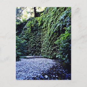 Fern Canyon, Prairie Creek Postcard