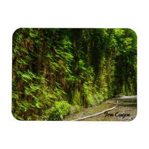 Fern Canyon Redwood National Park California Magnet