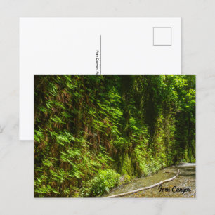 Fern Canyon Redwood National Park California Postcard