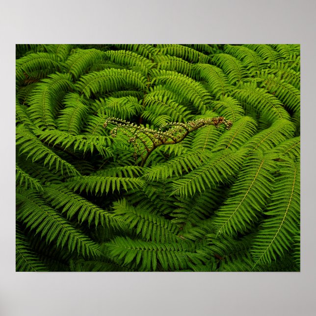 Fern Fine Art Photograph Poster (Front)