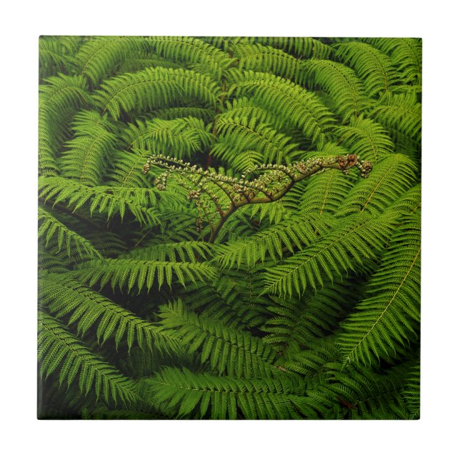 Fern Fine Art Photograph Tile (Front)
