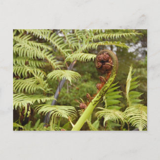 Fern Frond, New Zealand Postcard