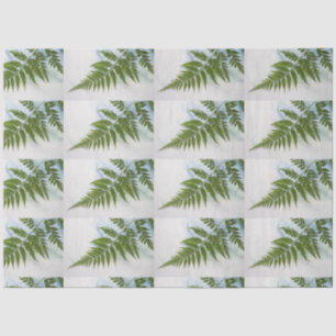 Fern frond with text space tissue paper