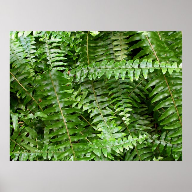 Fern Fronds I Green Nature Poster (Front)