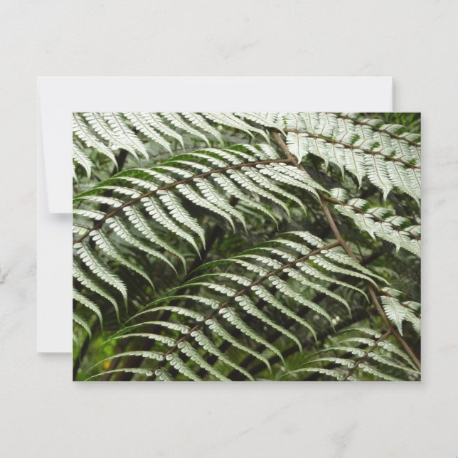 Fern Fronds II Dark Green Nature (Front)