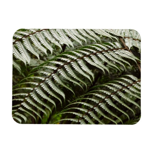 Fern Fronds II Dark Green Nature Magnet (Horizontal)